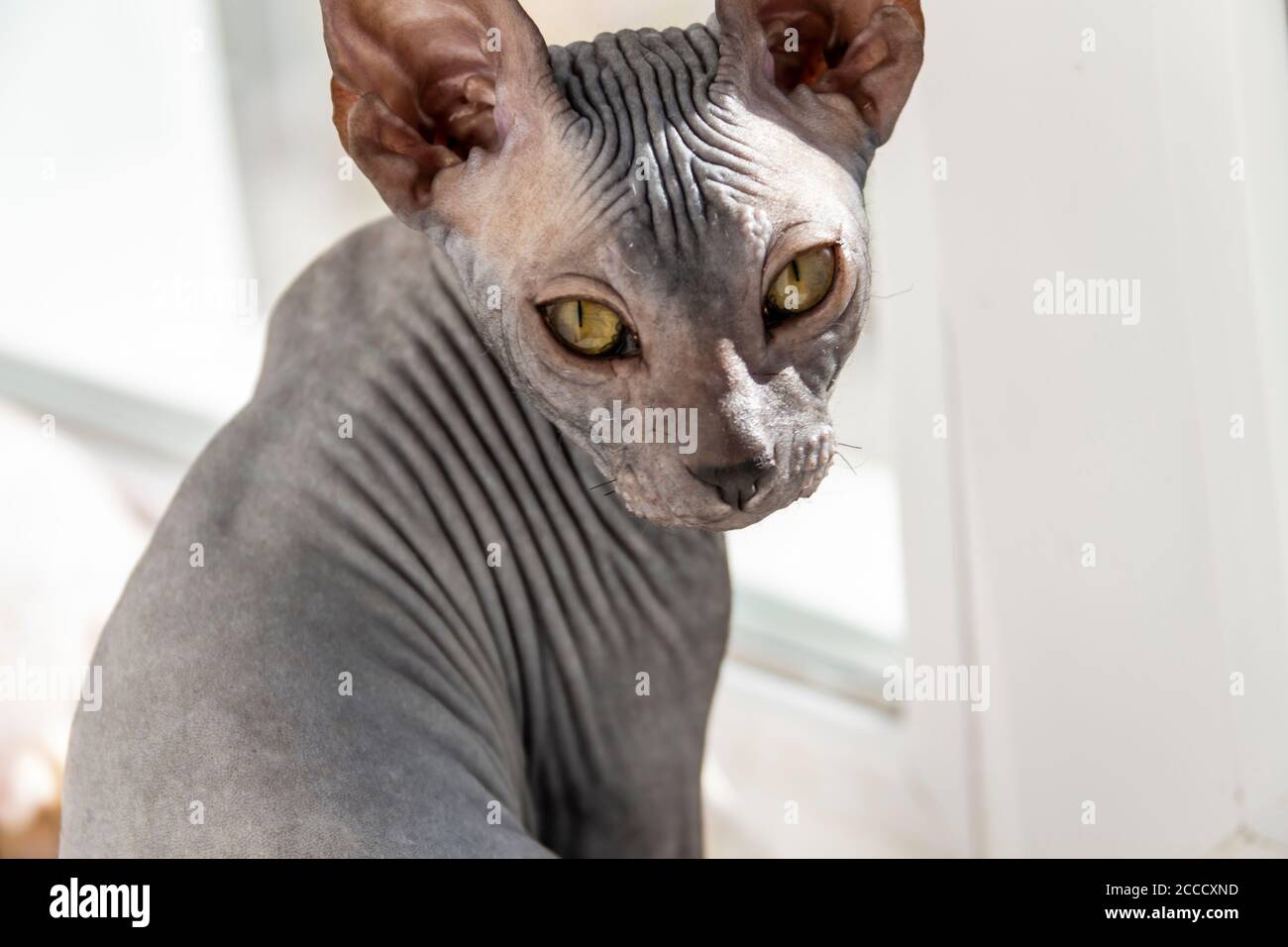 Chaton Gris Sphynx Sans Poils Chat Anti Allergene Look Animal A L Avant Beau Visage De Chat Avec Une Peau Sans Poils Photo Stock Alamy