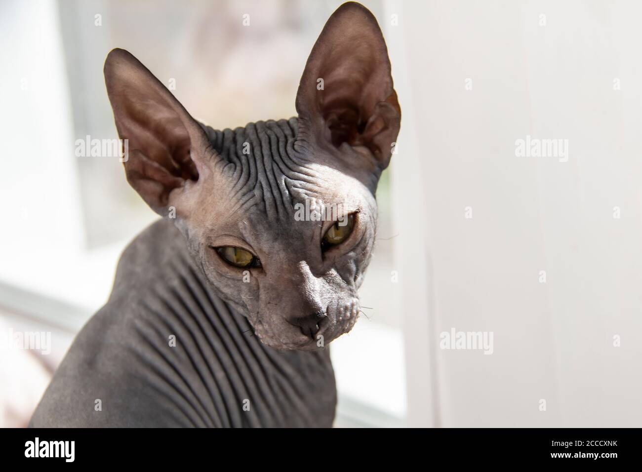 Chaton Gris Sphynx Sans Poils Chat Anti Allergene Look Animal A L Avant Beau Visage De Chat Avec Une Peau Sans Poils Photo Stock Alamy