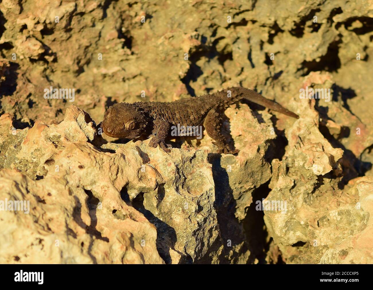 Gecko mauresque sur un mur de calcaire dans la campagne maltaise. Banque D'Images