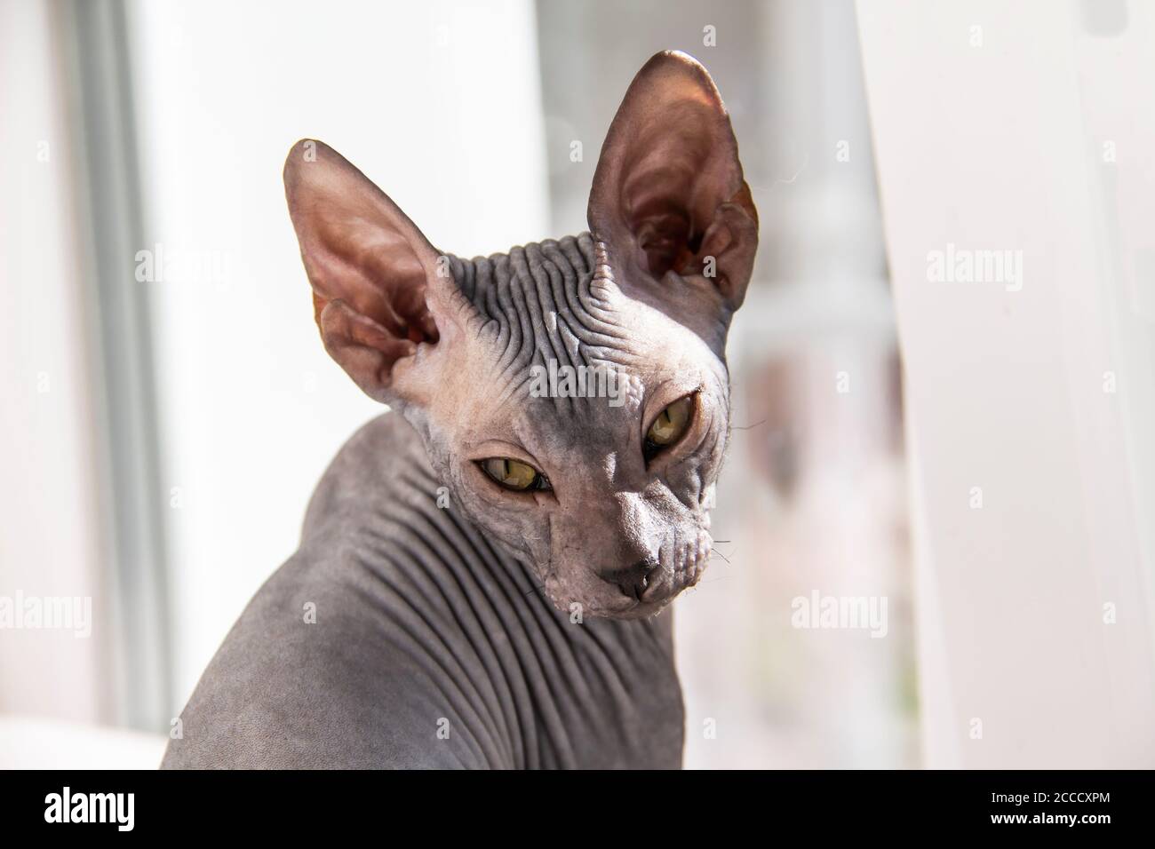Chaton Gris Sphynx Sans Poils Chat Anti Allergene Look Animal A L Avant Beau Visage De Chat Avec Une Peau Sans Poils Photo Stock Alamy
