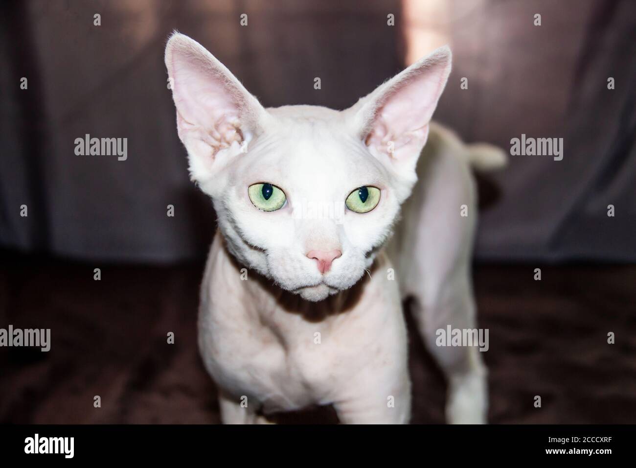 Chat Sans Poils Sphinx Chat Sans Poils Hypoallergenique Look Animal A L Avant Beau Visage De Chat Avec Une Peau Sans Poils Photo Stock Alamy