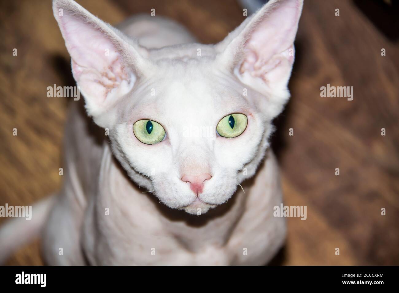 Chat Sans Poils Sphinx Chat Sans Poils Hypoallergenique Look Animal A L Avant Beau Visage De Chat Avec Une Peau Sans Poils Photo Stock Alamy