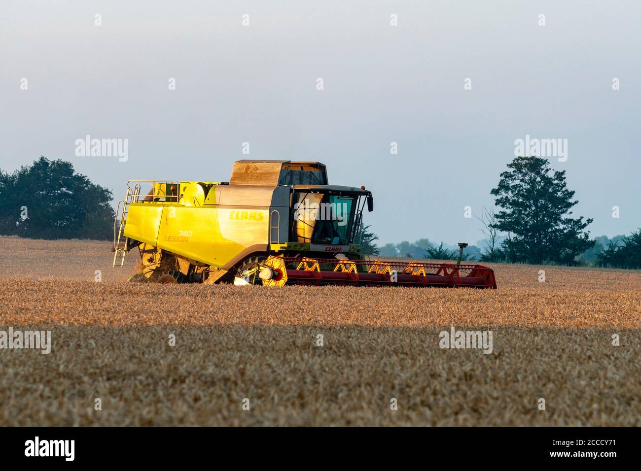 Récolte de blé Bawdsey Suffolk Angleterre Banque D'Images