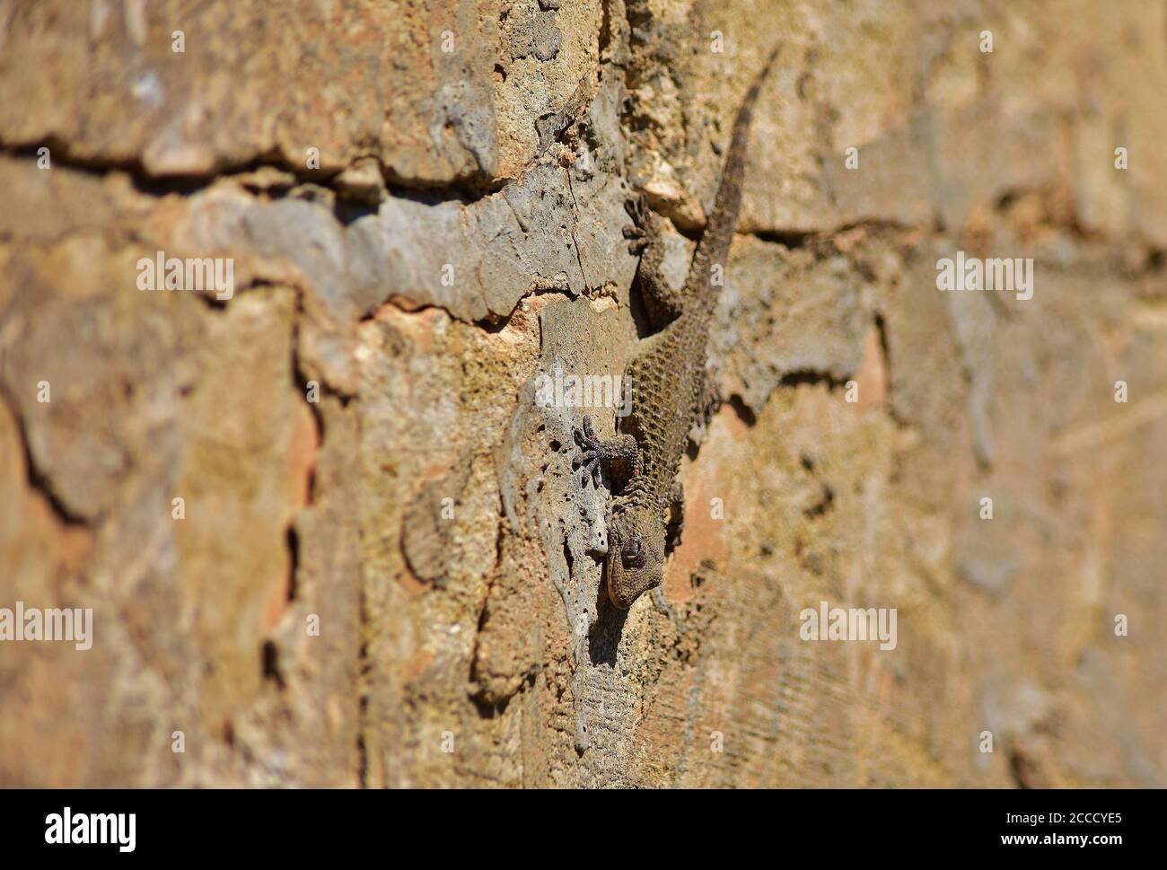 Gecko mauresque sur un mur de calcaire dans la campagne maltaise. Banque D'Images