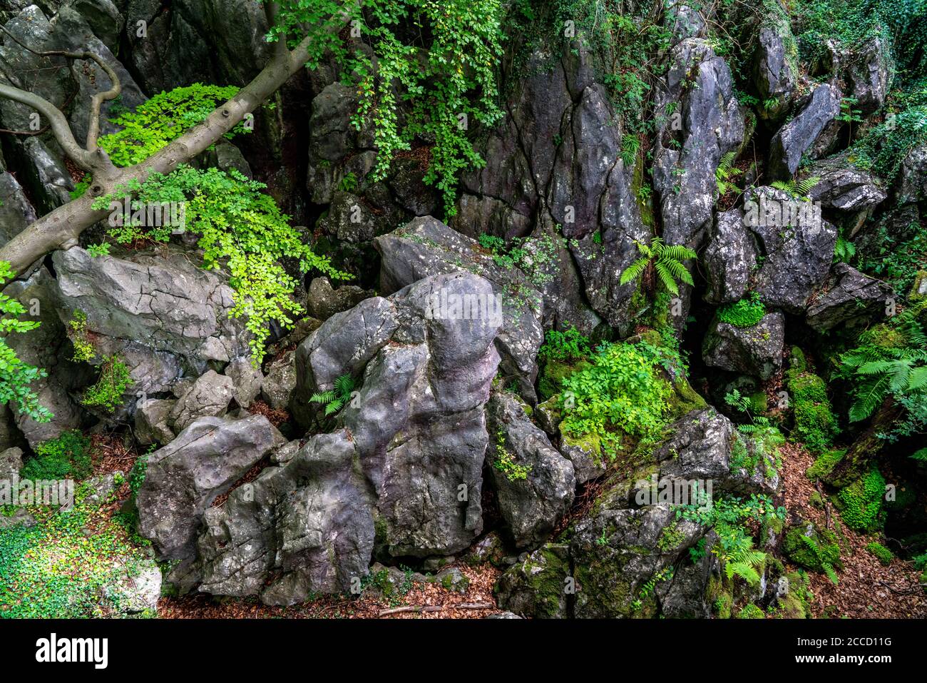 Le felsenmeer à Hemer, Sauerland, géotope, avec des formations rocheuses accidentées, réserve naturelle, NRW, Allemagne Banque D'Images