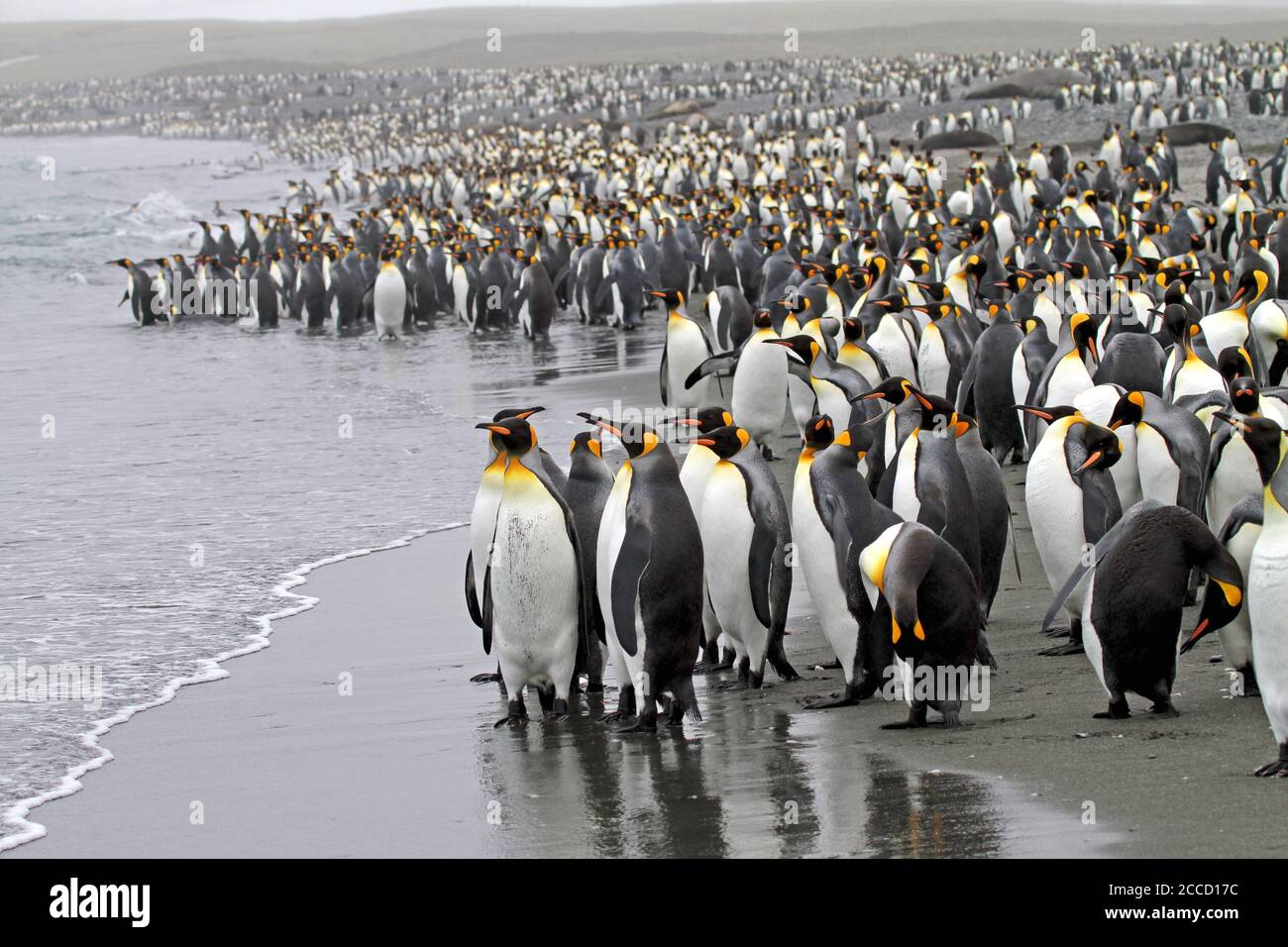 Penguin royal (Aptenodytes patagonicus) sur la Géorgie du Sud. Un grand nombre de pingouins se tenant sur la plage. Banque D'Images