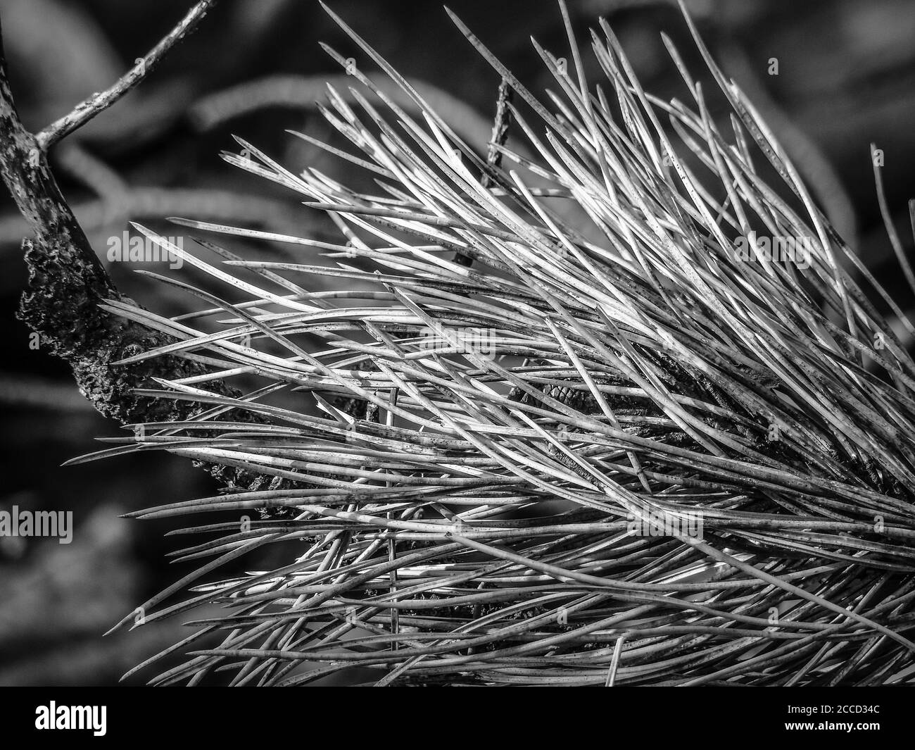 WIESENTHEID, ALLEMAGNE - 01 août 2020 : détails de gros plan en herbe sèche en noir et blanc Banque D'Images