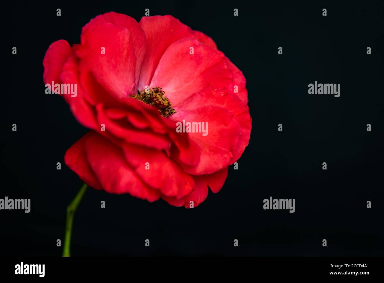 Fond floral noir Banque D'Images