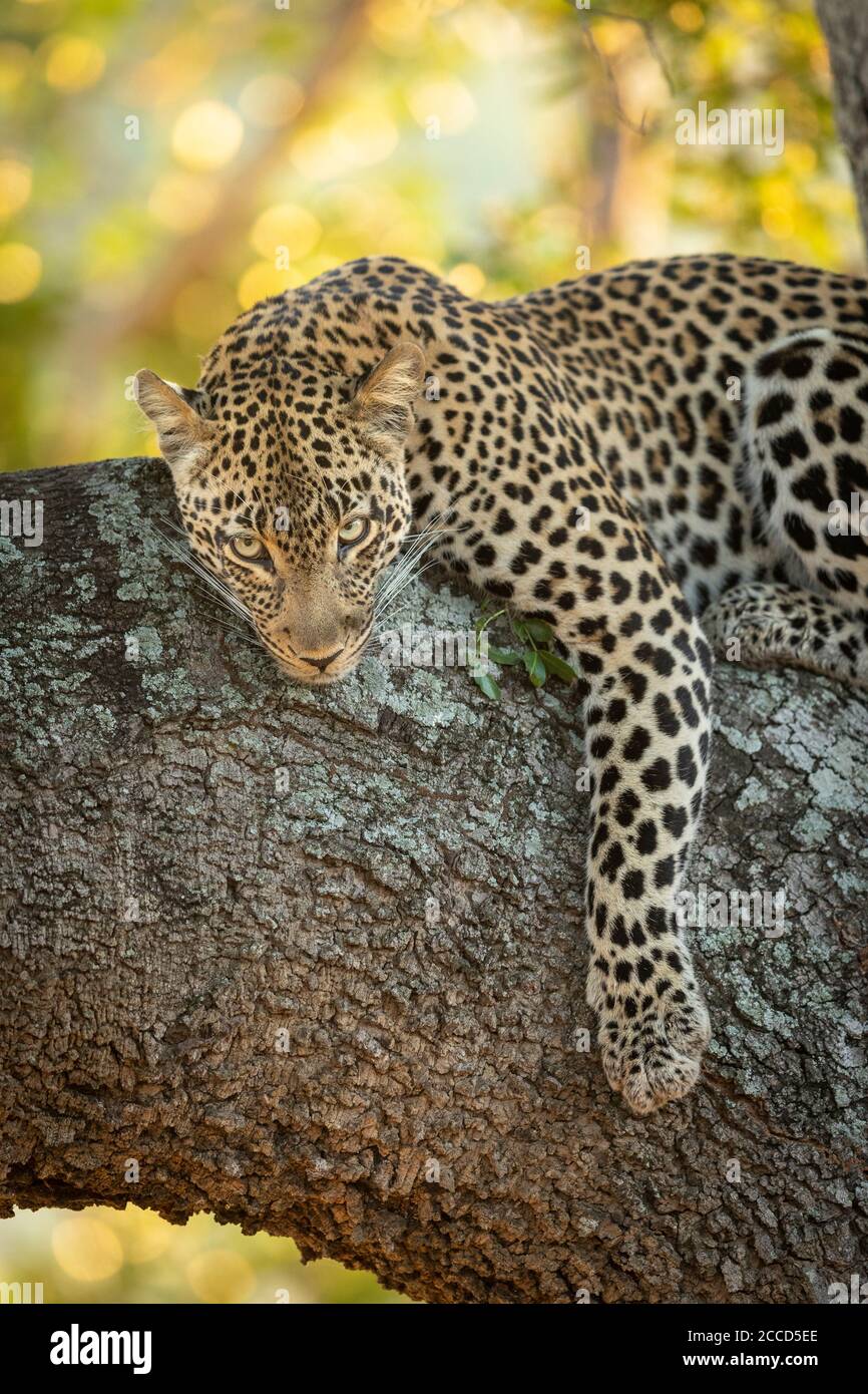 Un magnifique léopard couché dans un arbre dans une verticale Portrait dans le parc national Kruger Afrique du Sud Banque D'Images