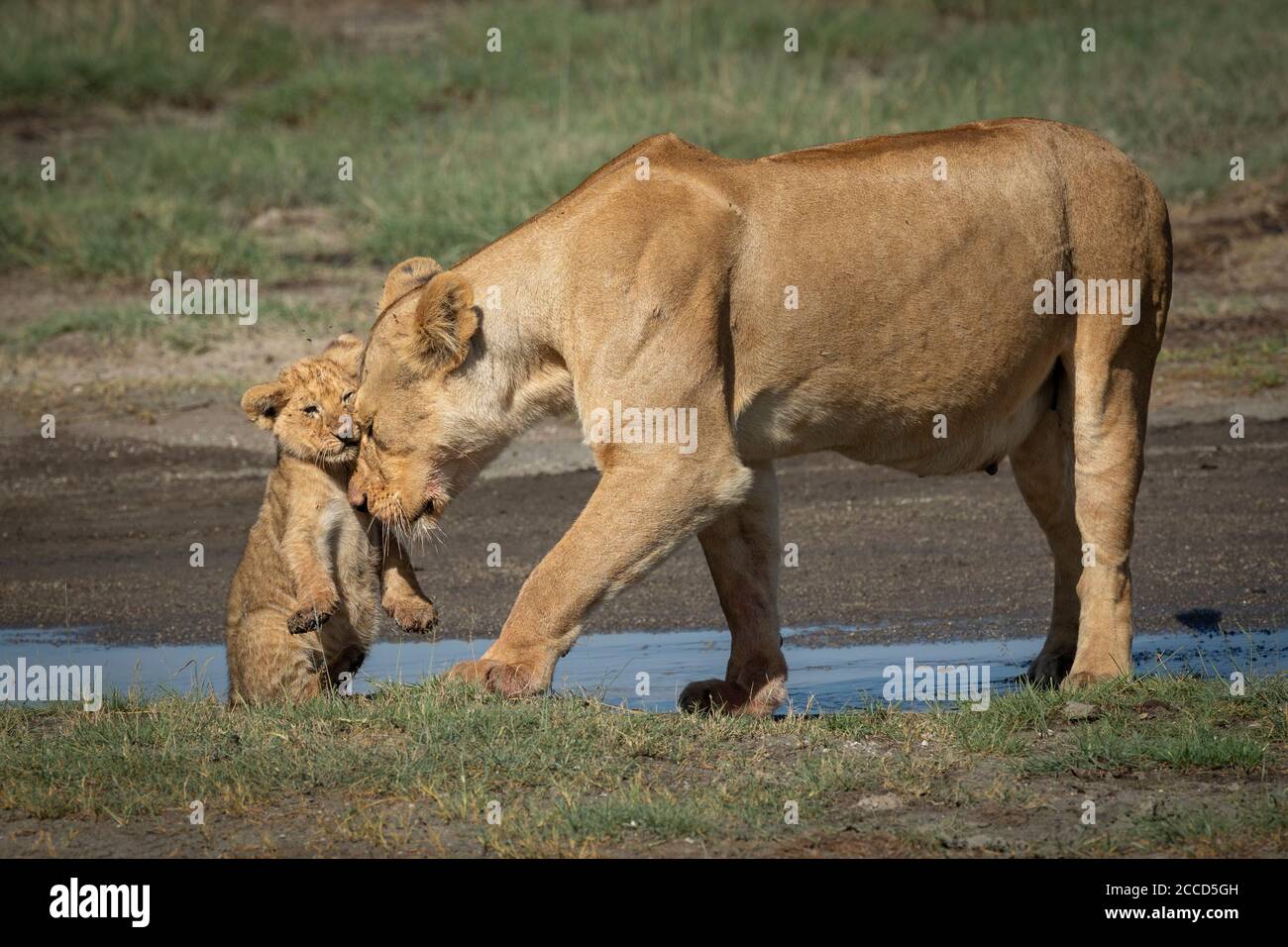 La lionne féminine fait doucement des coups de jeune lion à Ndutu en Tanzanie Banque D'Images
