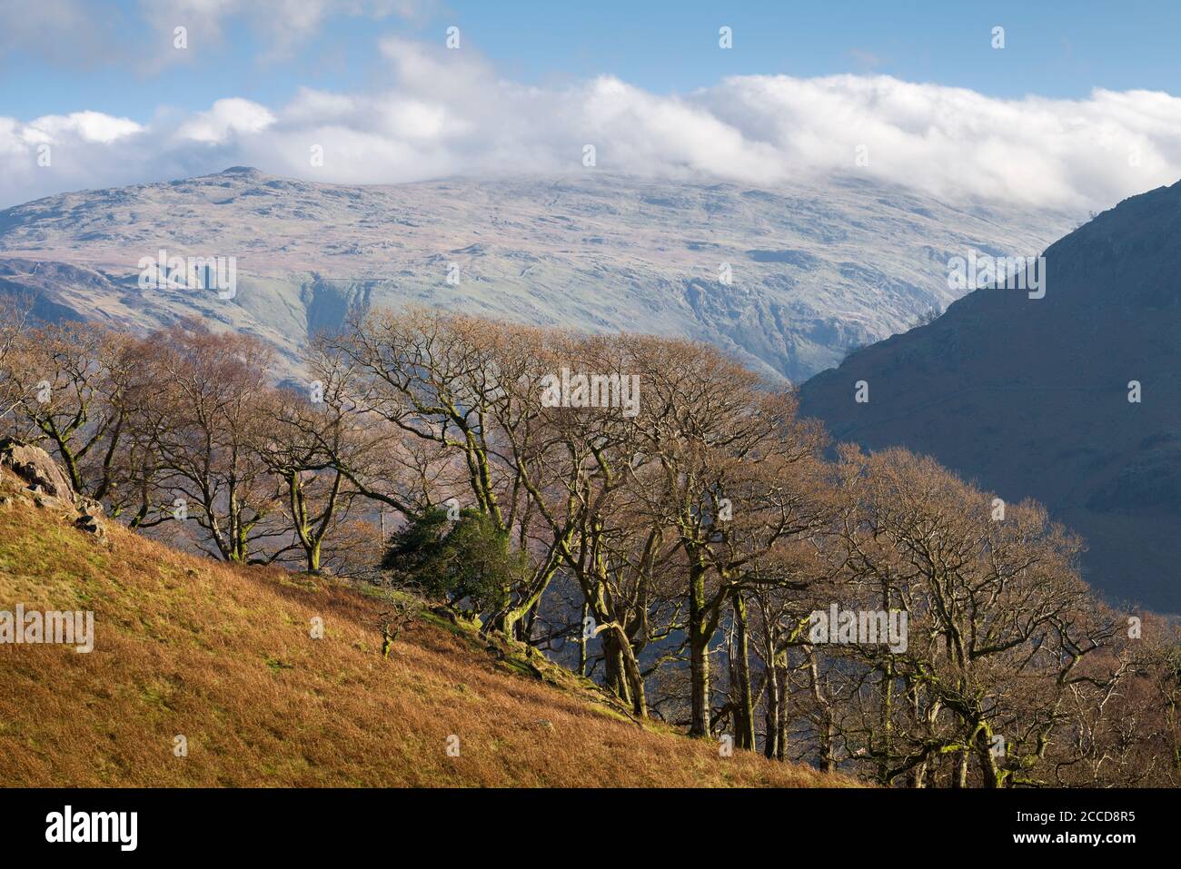 Coldbarrow est tombé et Ullfoulard du côté de High Scawdel au-dessus de la vallée de Borrowdale dans le parc national de Lake District, Cumbria, Angleterre. Banque D'Images