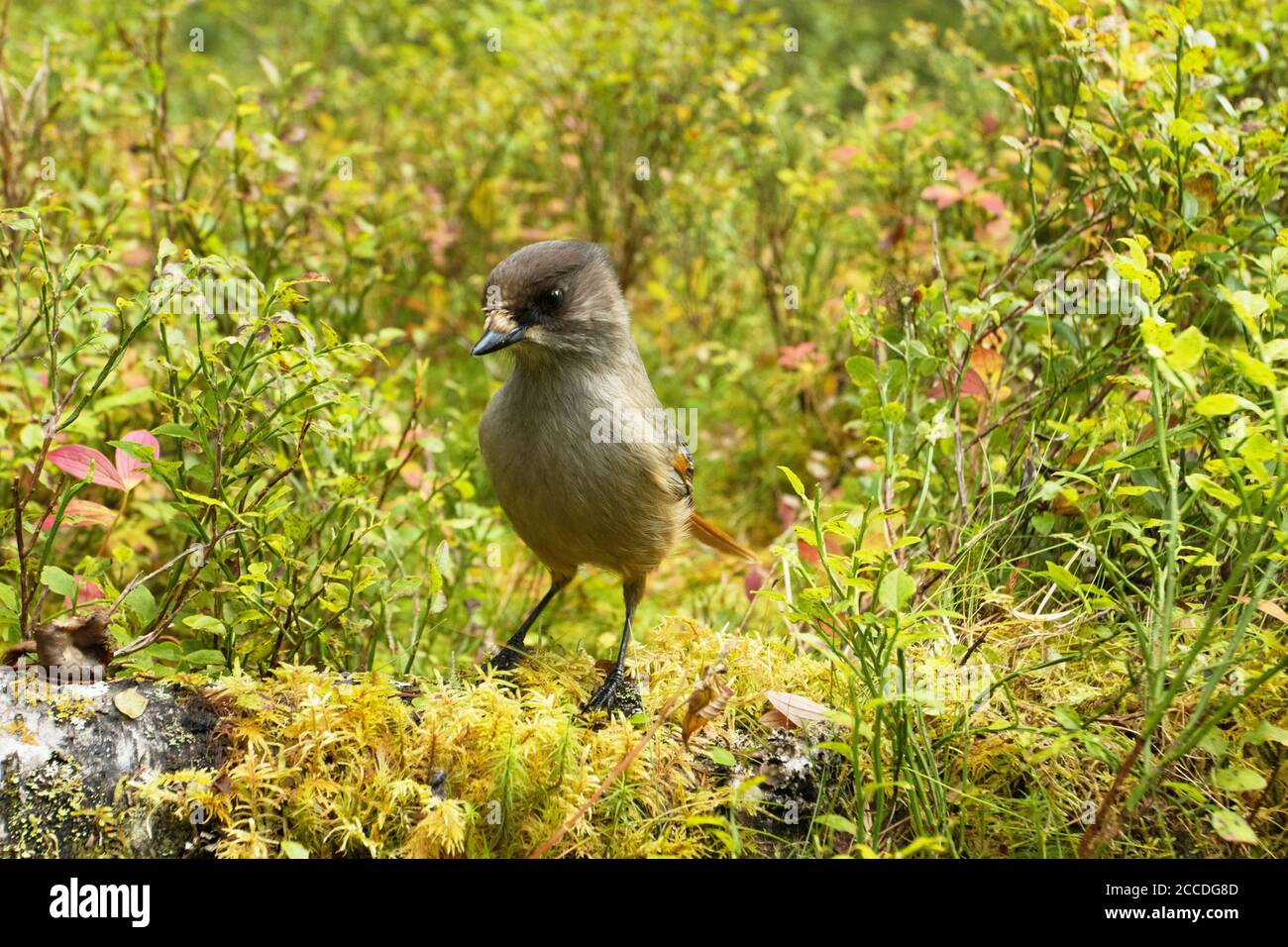 Mignonne oiseau européen geai de Sibérie, Perisoreus infaustus, dans la forêt de taïga automnale de Konttainen est tombé près de Ruka, Kuusamo, nord de la Finlande. Banque D'Images