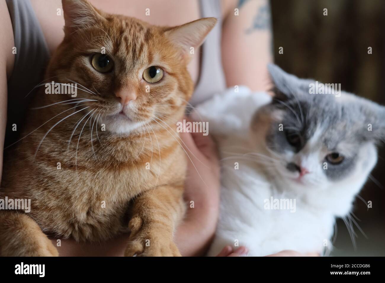 Gros plan d'un chat orange et d'un chat pygashort britannique dans le bras du propriétaire. Arrière-plan flou Banque D'Images