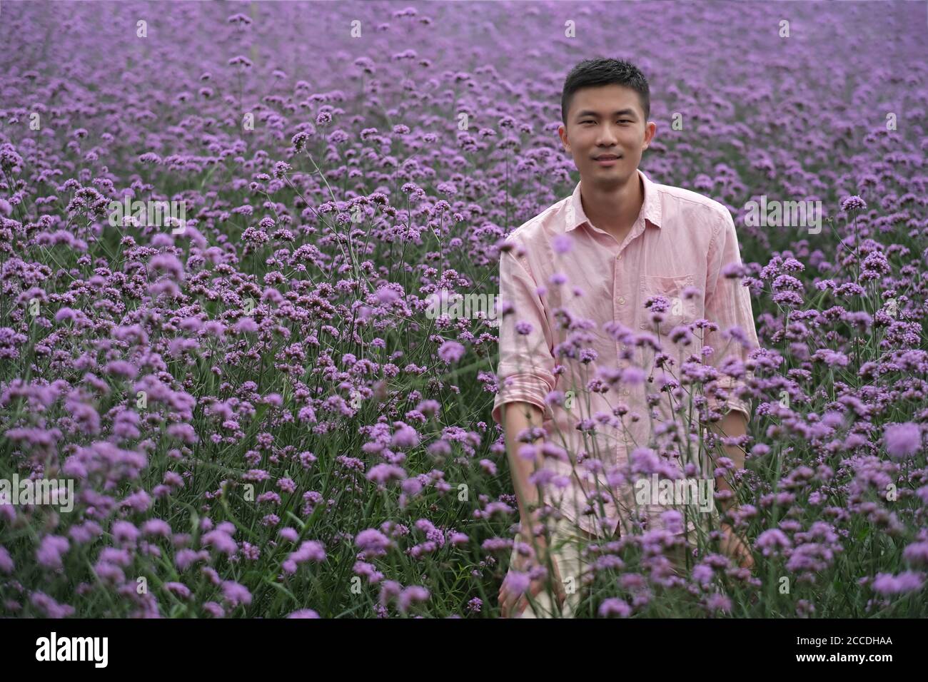 Un jeune homme asiatique en chemise rose, debout dans un large champ de verveine pourpre, souriant et regardant la caméra. Arrière-plan flou Banque D'Images