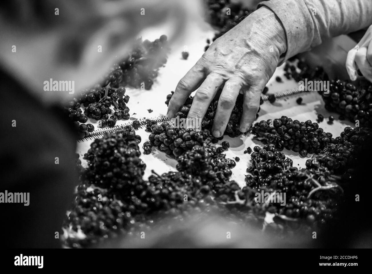 Image granuleuse et contrastée en noir et blanc des mains de sexe masculin triant les raisins sur un tapis roulant. Banque D'Images