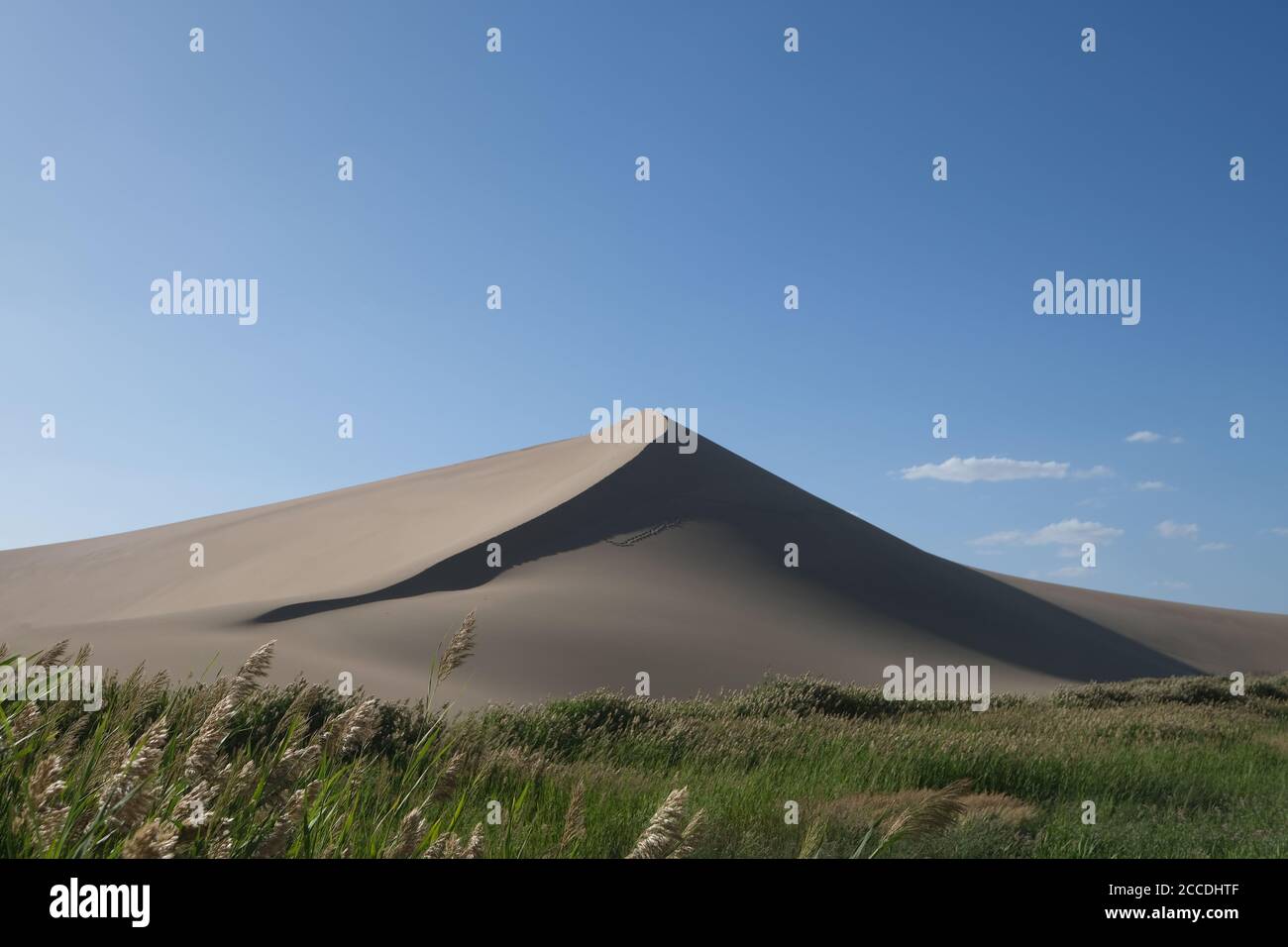 dunes de sable et roseaux verts sous ciel bleu ensoleillé. À Dunhuang, province de Gansu, Chine Banque D'Images