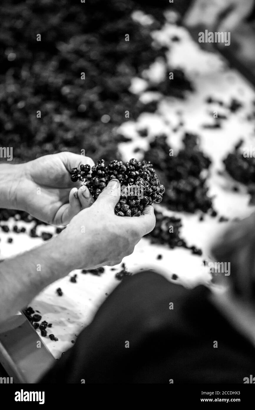Image granuleuse et contrastée en noir et blanc des mains de sexe masculin triant les raisins sur un tapis roulant. Banque D'Images