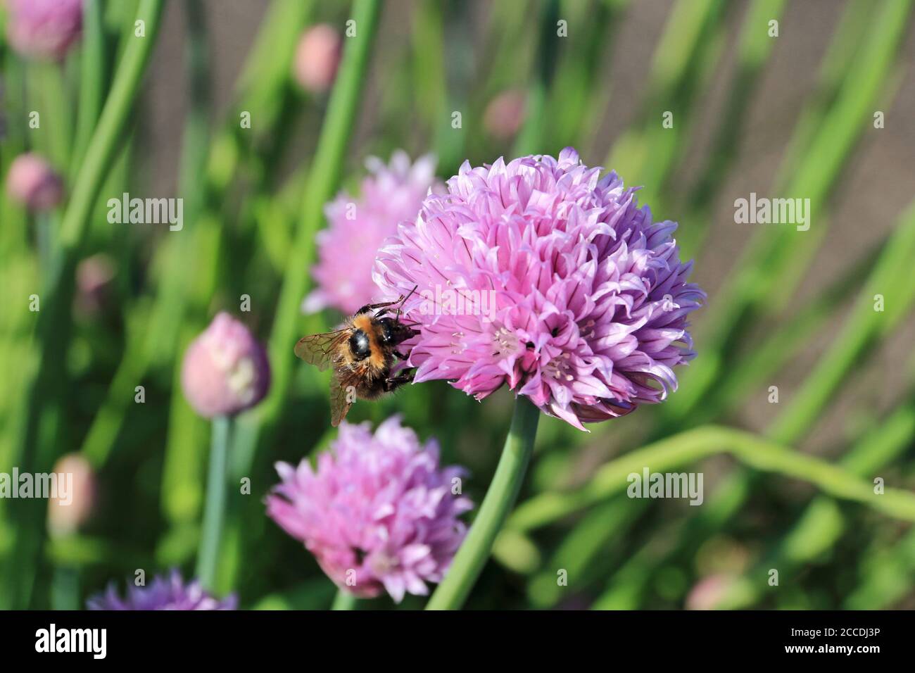 Abeille sur fleur de ciboulette Banque D'Images