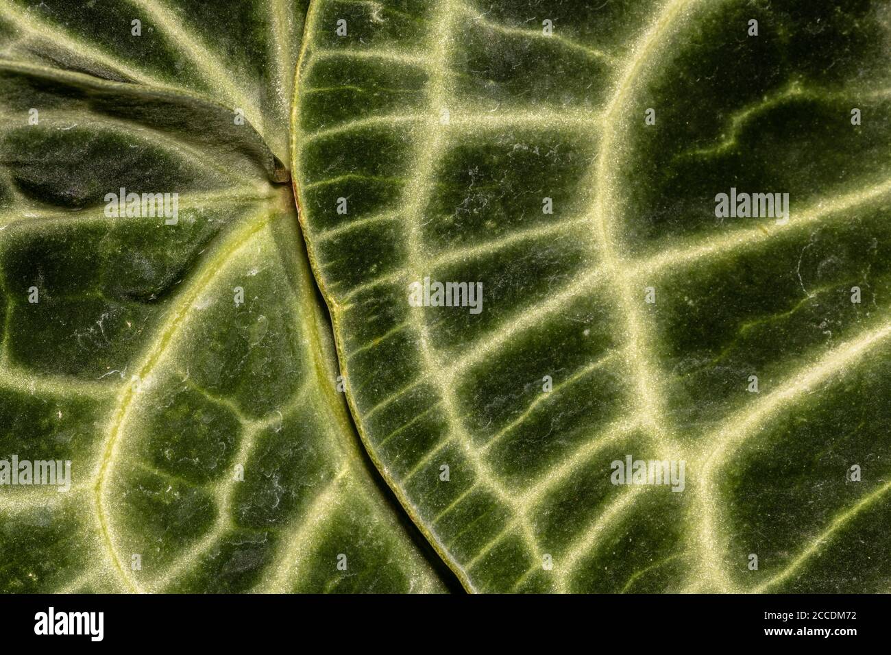 Feuille d'Anthurium en cristal (Anthurium cristallinum) Banque D'Images