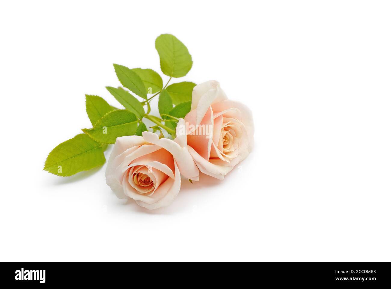 de belles roses isolées se trouvent sur fond blanc Banque D'Images