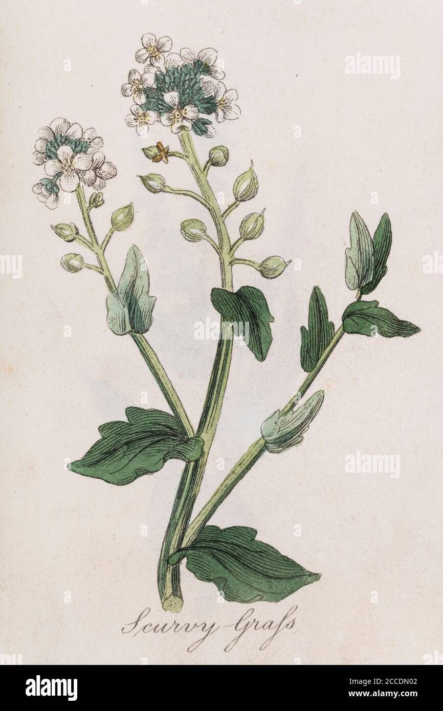 Covid Lockdown a vu la réémergence de cas Scurvy par le biais d'un régime déficient en vitamine C. 19th c illustration de Scurvy-Grass, était un remède. Voir Ajouter. Remarques Banque D'Images