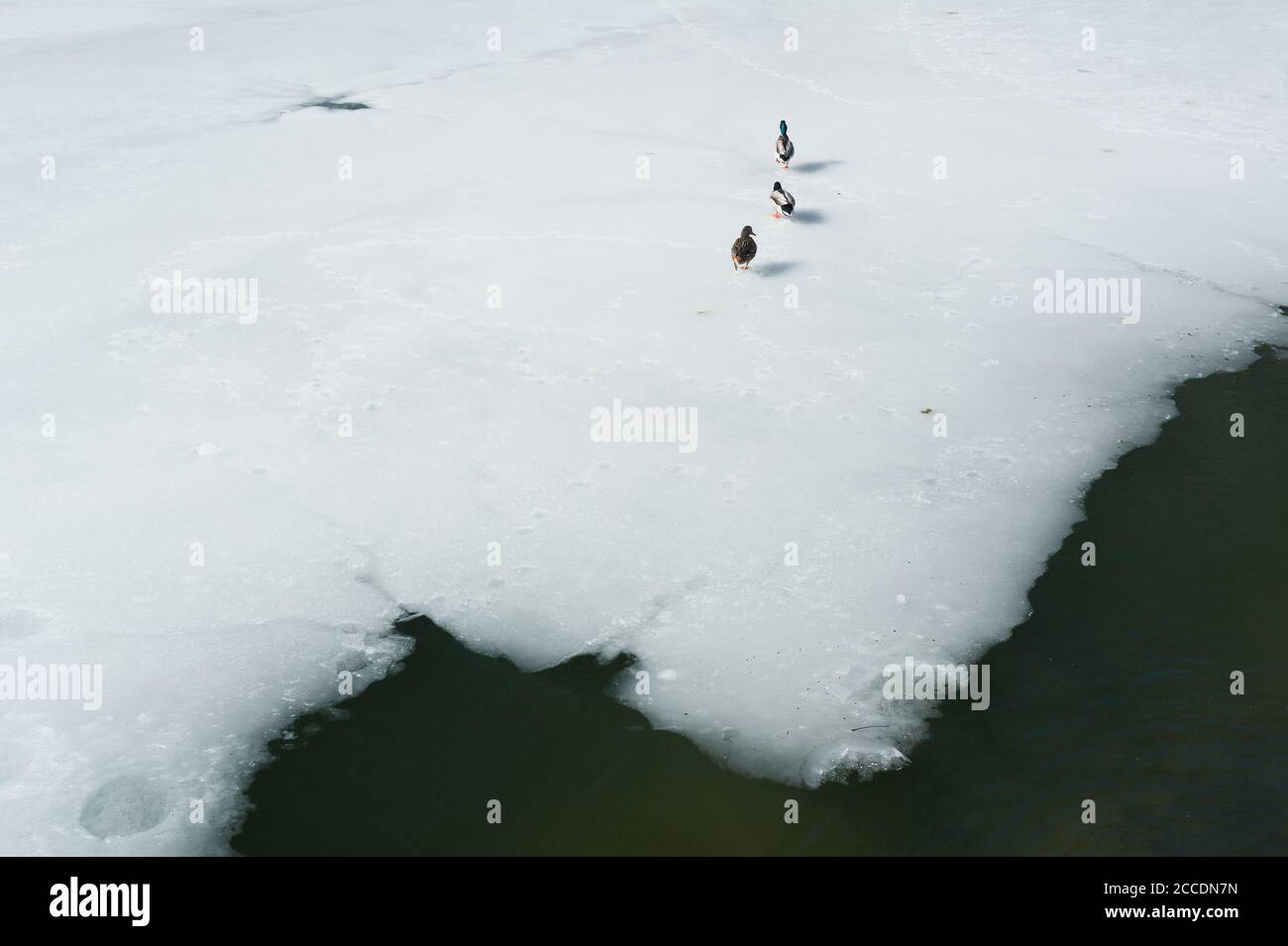 Les canards marchent sur la surface glacée de l'étang. Composition minimaliste avec de la glace blanche, de l'eau et des animaux. Banque D'Images