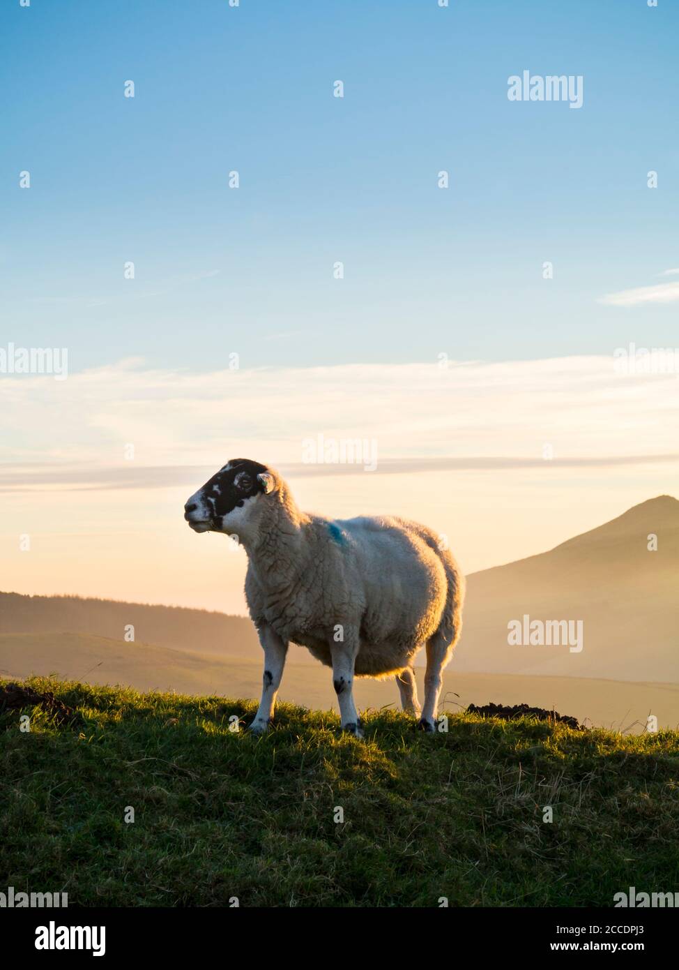 Moutons broutant à la campagne près de Shutlingsloe dans le Cheshire oriental Région du Peak District Angleterre Royaume-Uni Banque D'Images