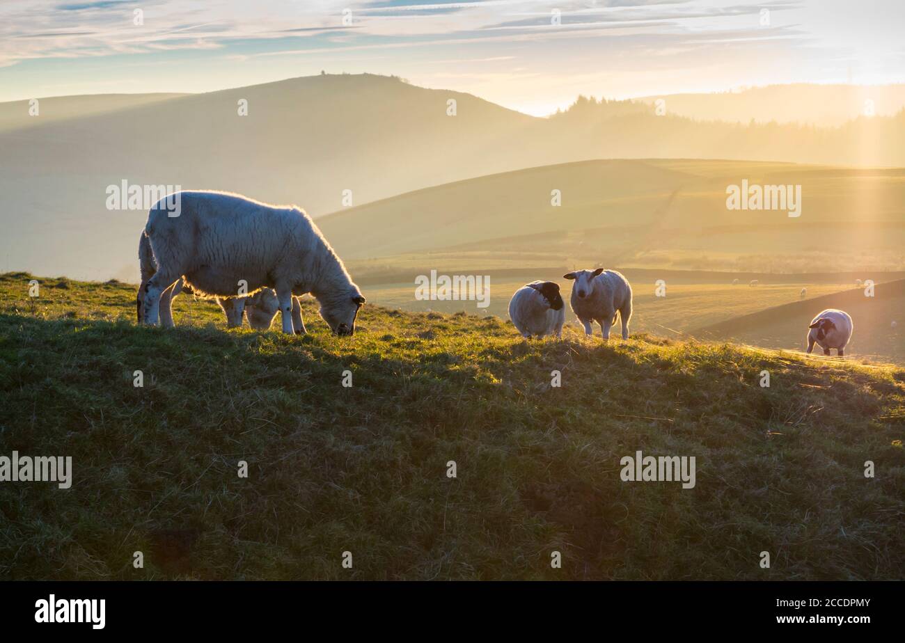 Moutons broutant à la campagne près de Shutlingsloe dans le Cheshire oriental Région du Peak District Angleterre Royaume-Uni Banque D'Images