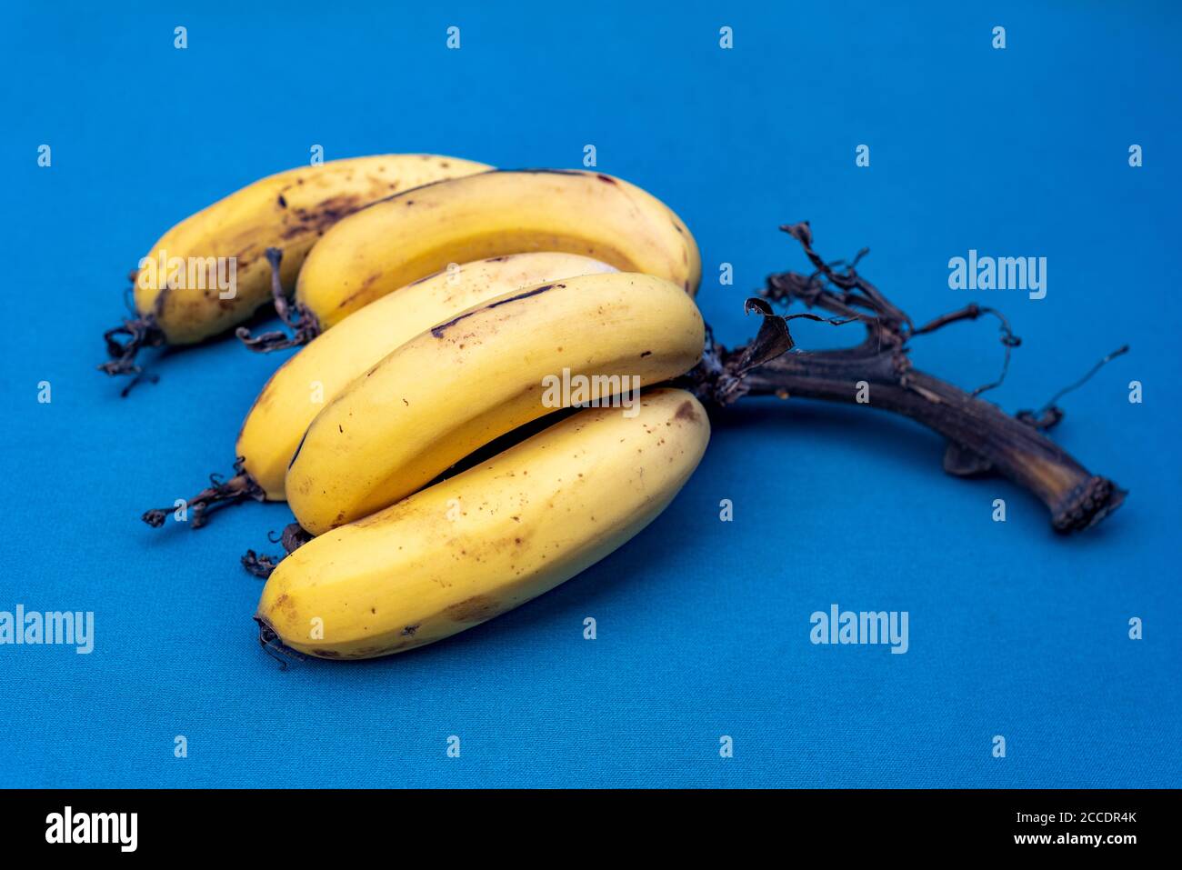 Vue latérale d'un bouquet de bananes biologiques mûres sur fond bleu. Bananes prises d'un bananière à Lima, Pérou. Banque D'Images