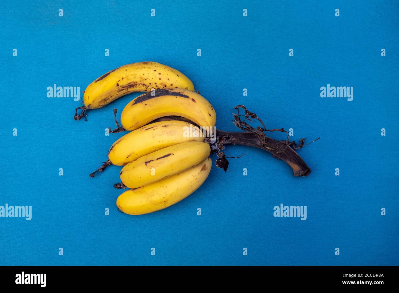 Vue de dessus d'un bouquet de bananes biologiques mûres dans un fond bleu. Bananes prises d'un bananière à Lima, Pérou. Banque D'Images