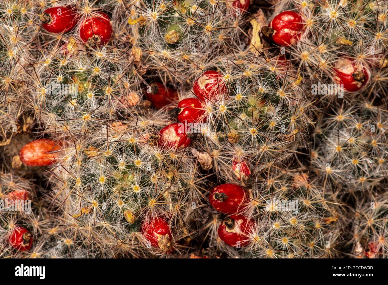 Tiges, épines et fruits de Texas Nipple Cactus ou Silver Cluster Cactus (Mammillaria prolifera) Banque D'Images