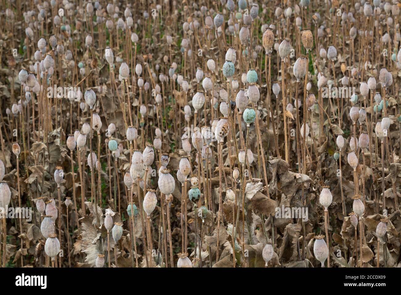 Champ de pavot en été, lorsque la plupart des têtes de pavot sont sèches et prêtes pour la récolte. Slovaquie occidentale. Banque D'Images