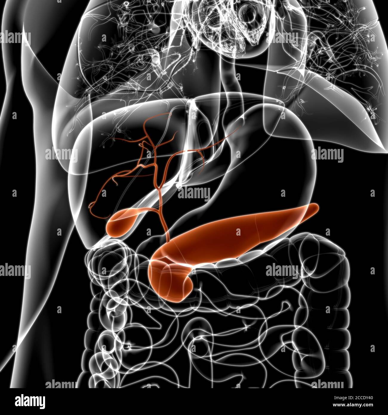 Vésicule Biliaire Système Digestif Humain Anatomy For Medical Concept ...