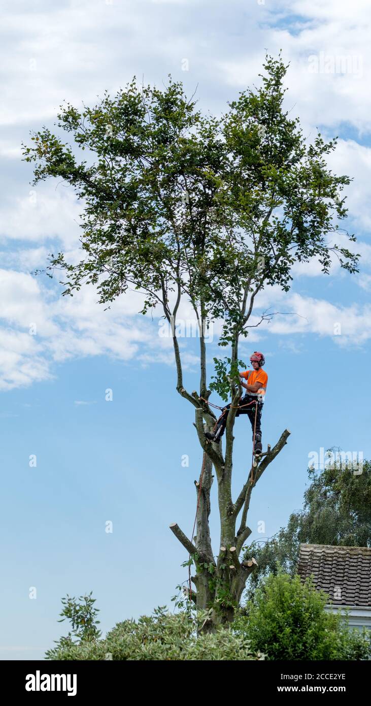 Un chirurgien d'arbre dans le processus de découpage des branches de un hêtre qui est totalement pris Banque D'Images
