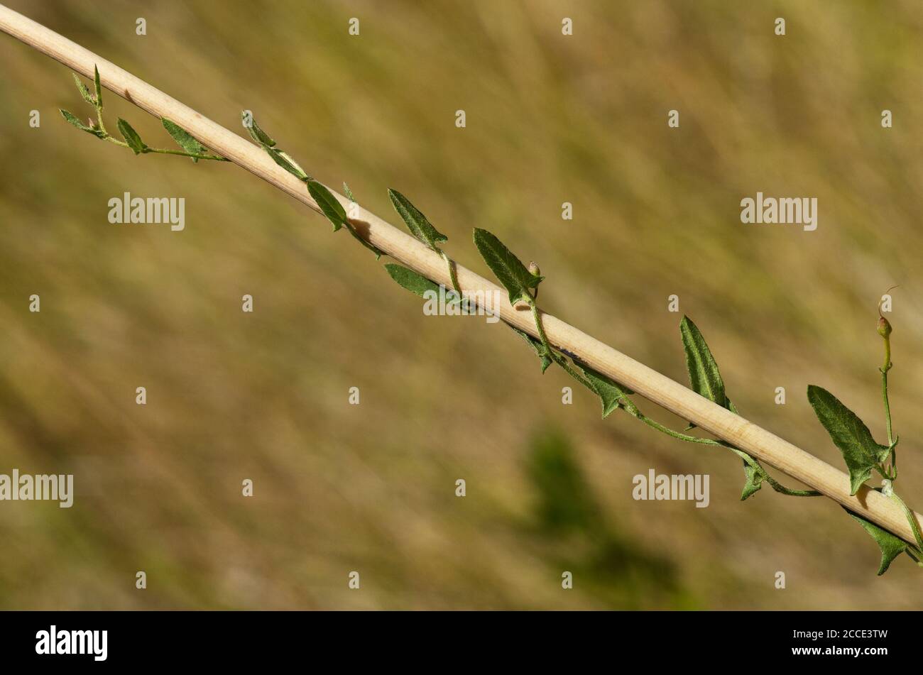 Jeune tige de l'herbe à poux (Convolvulus arvensis) qui plante un poireau sauvage sur un fond naturel hors foyer. Parc naturel d'Arrabida, Setubal, po Banque D'Images