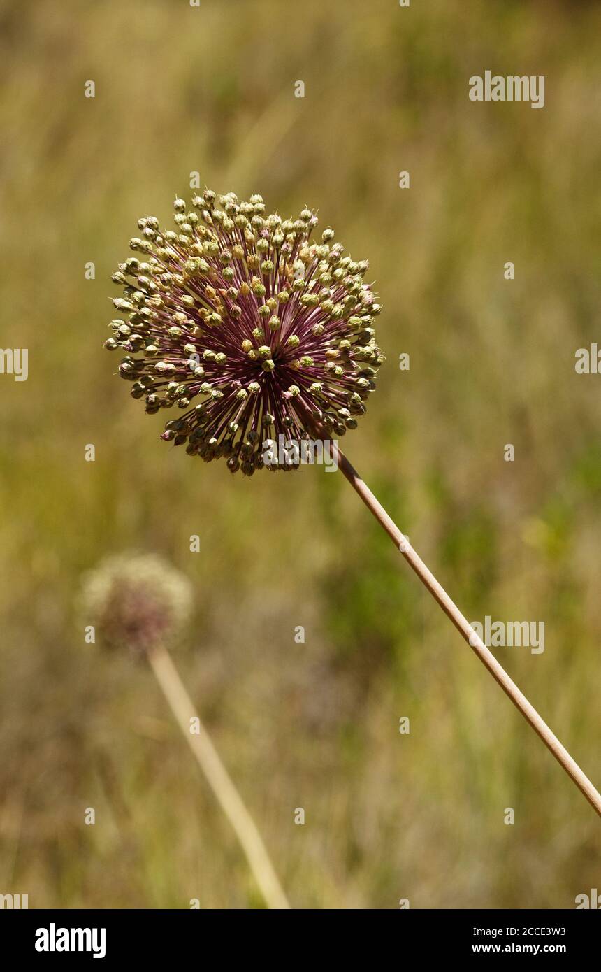 Grande inflorescence du poireau sauvage (Allium amppelloprasum) qui fleurit sur un fond naturel et hors foyer. Parc naturel d'Arrabida, Setubal, Portugal. Banque D'Images