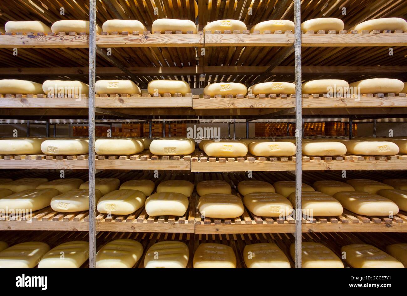 Production de fromage (maturation), Hort Sant Patrici, Ferreries, Minorque Banque D'Images