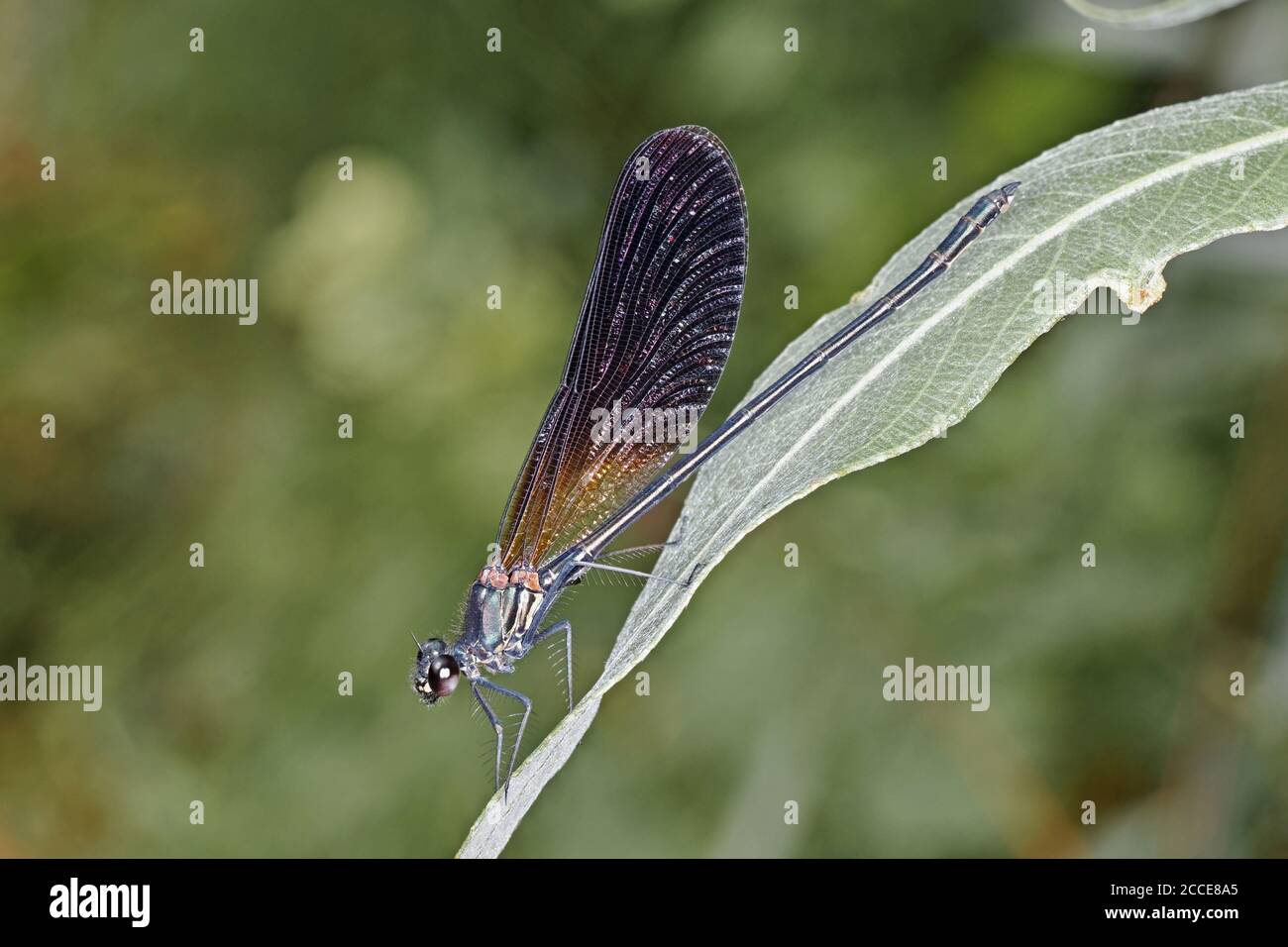 Spécimen de calopteryx haemorrhoidalis de damselfly reposant sur une feuille, mâle adulte Banque D'Images