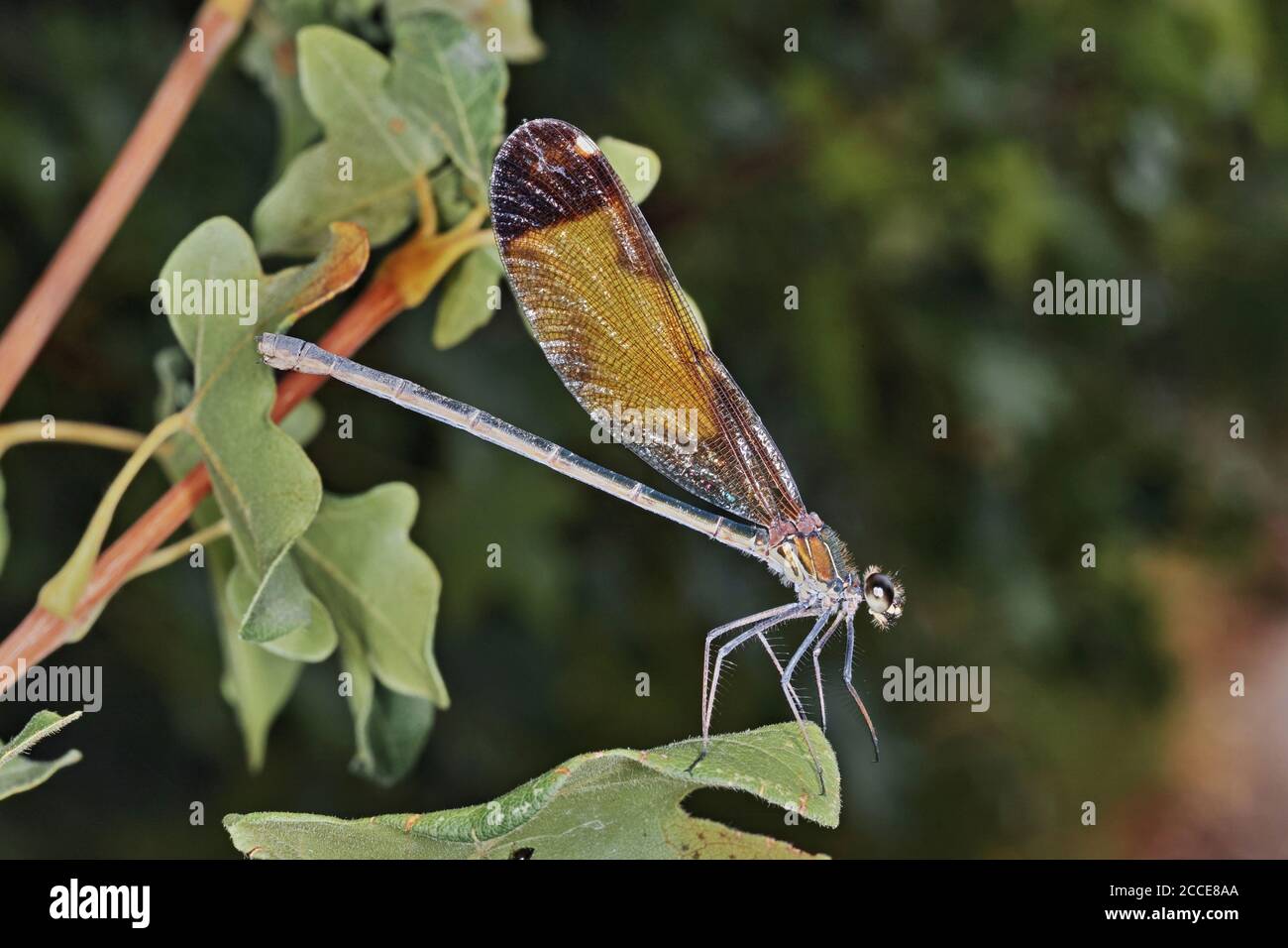 Spécimen femelle de calopteryx haemorrhoidalis de damselfly reposant sur une feuille Banque D'Images