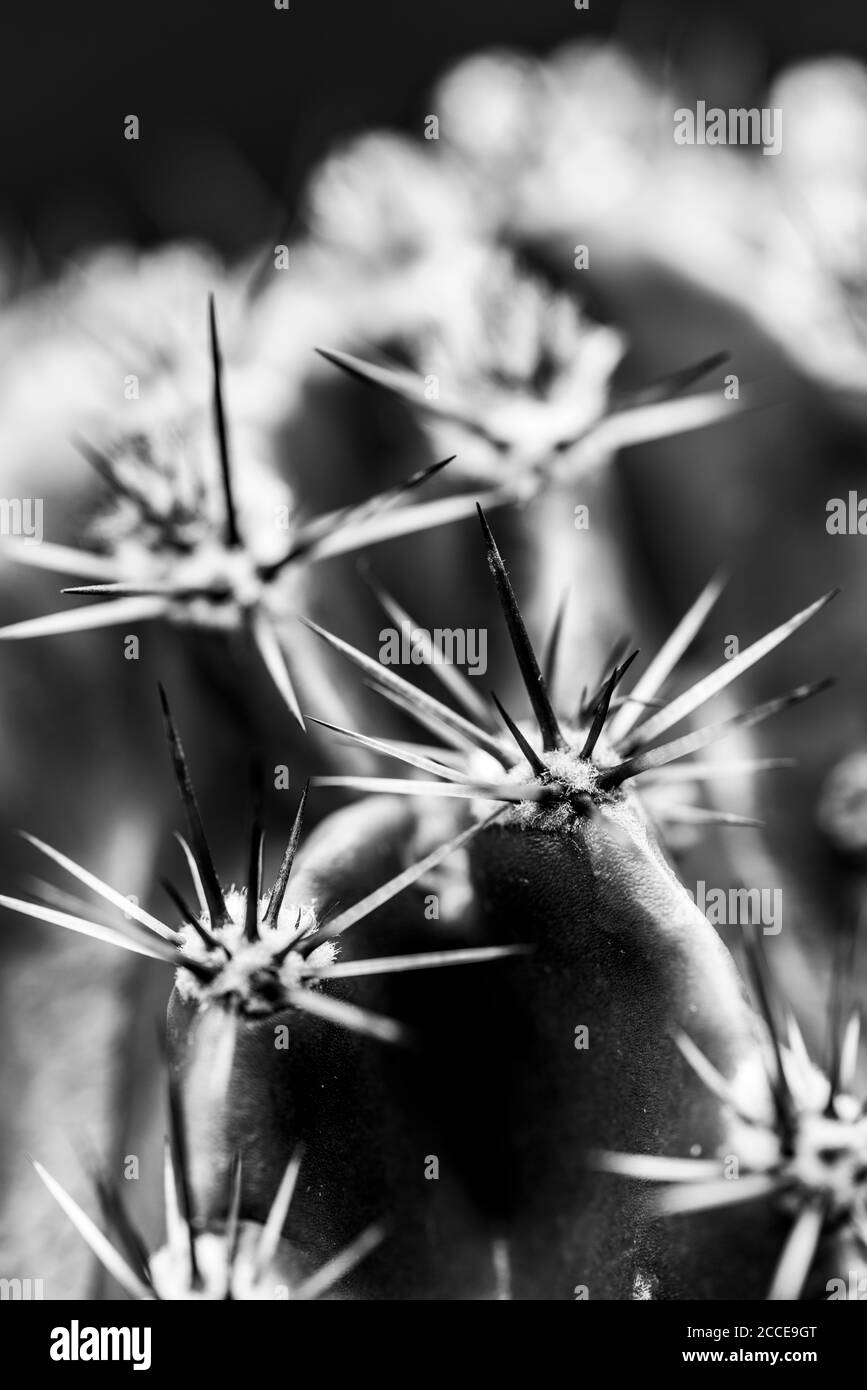 Gros plan, nature, jardin, croissance, abstrait, cactus noir et blanc Banque D'Images