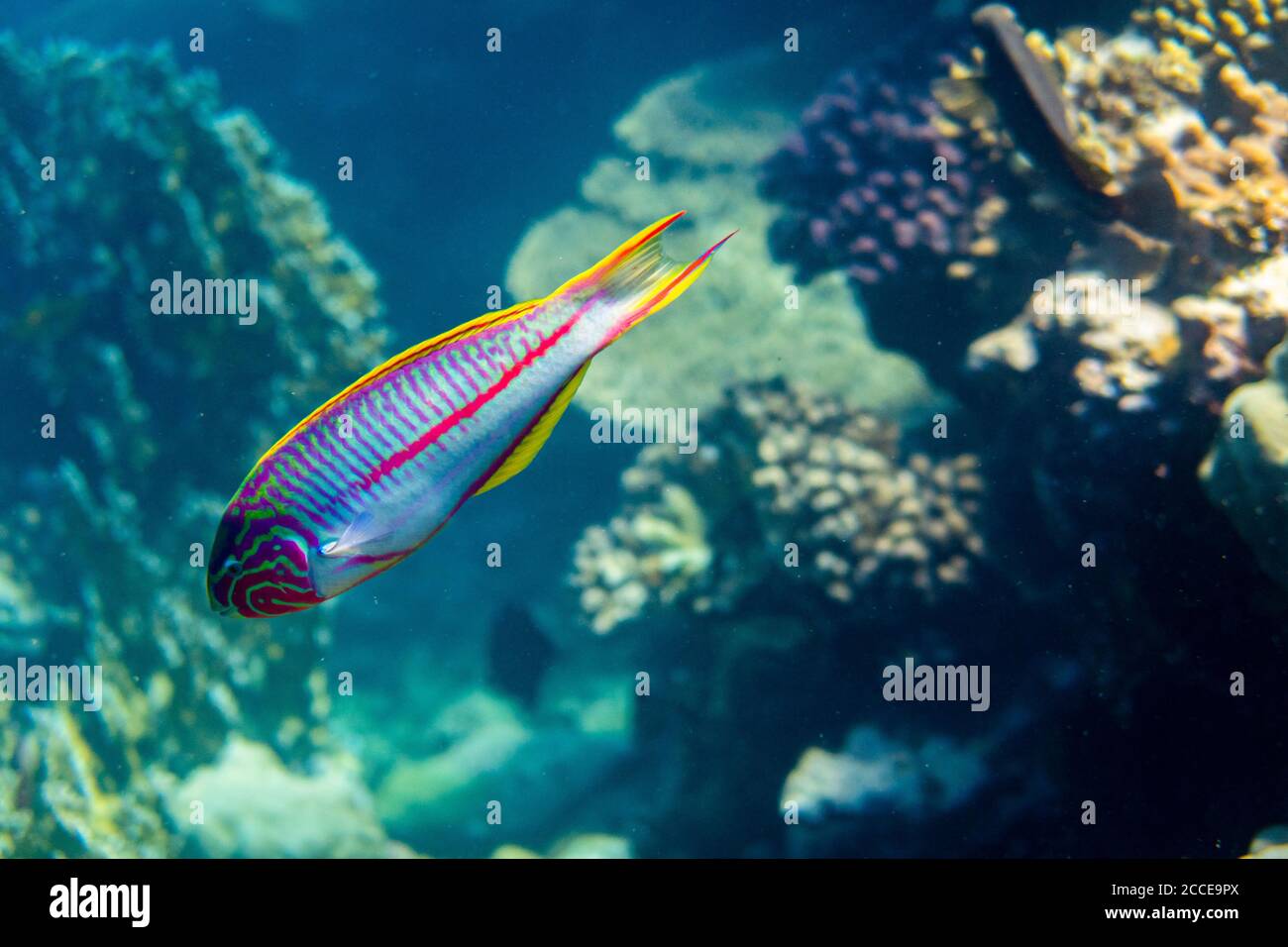 Halichoeres scapularis , Egypte, Mer Rouge, Marsa Alam, Afrique, Thalassoma rueppelli Banque D'Images