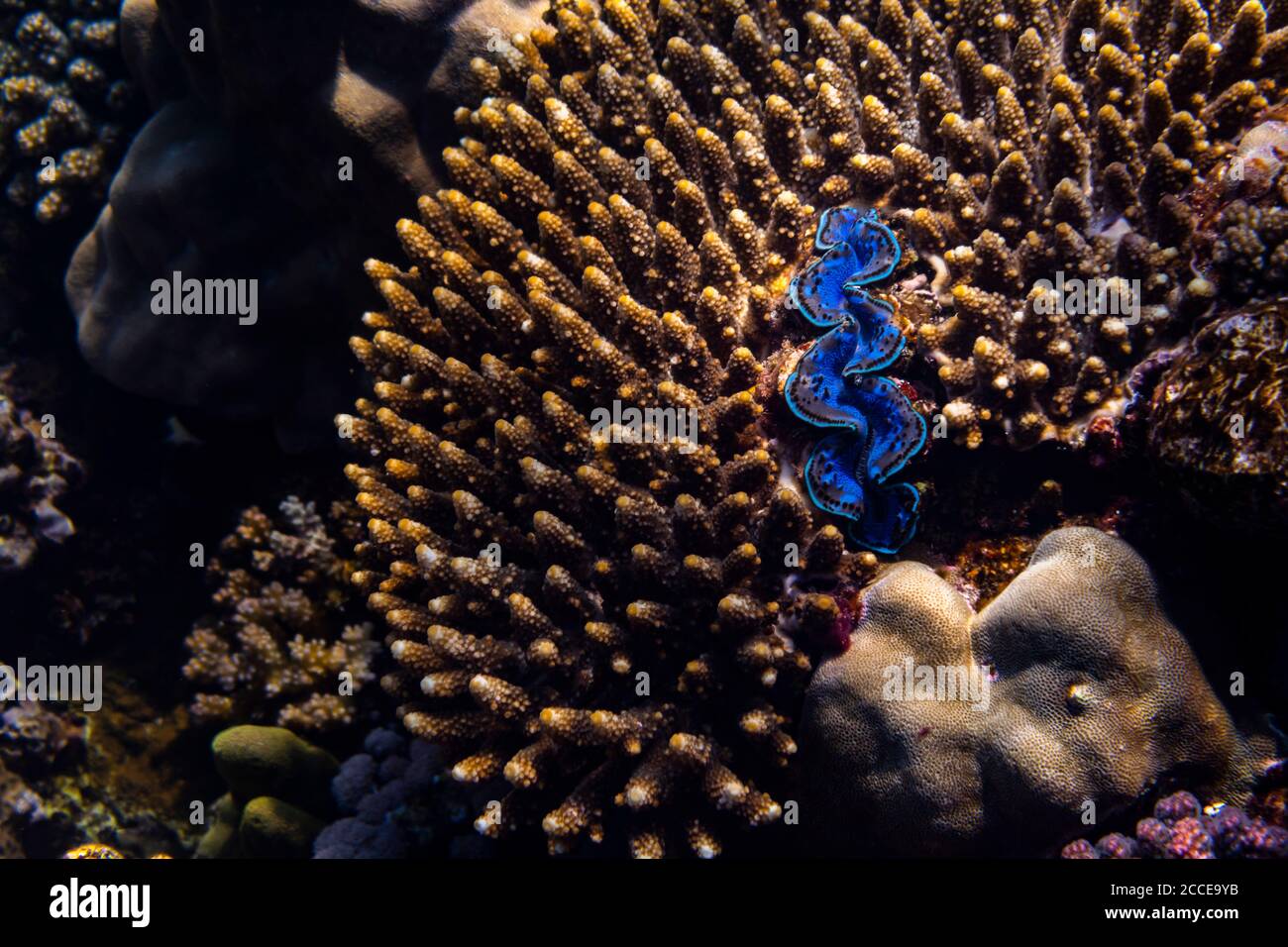 Corail, Tridacna maxima, Egypte, Mer Rouge, Marsa Alam, Afrique, Banque D'Images