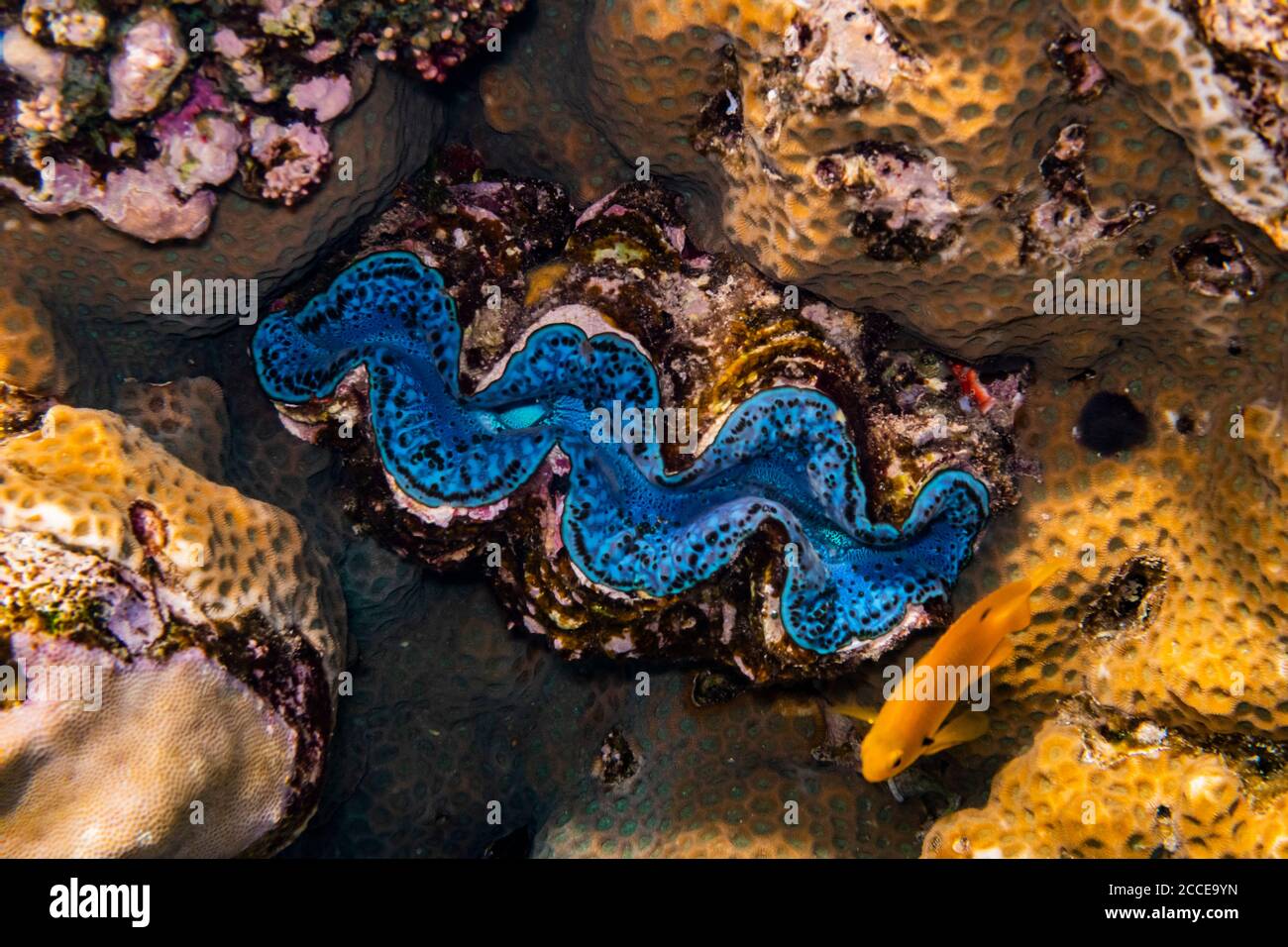 Corail, Tridacna maxima, Egypte, Mer Rouge, Marsa Alam, Afrique, Banque D'Images