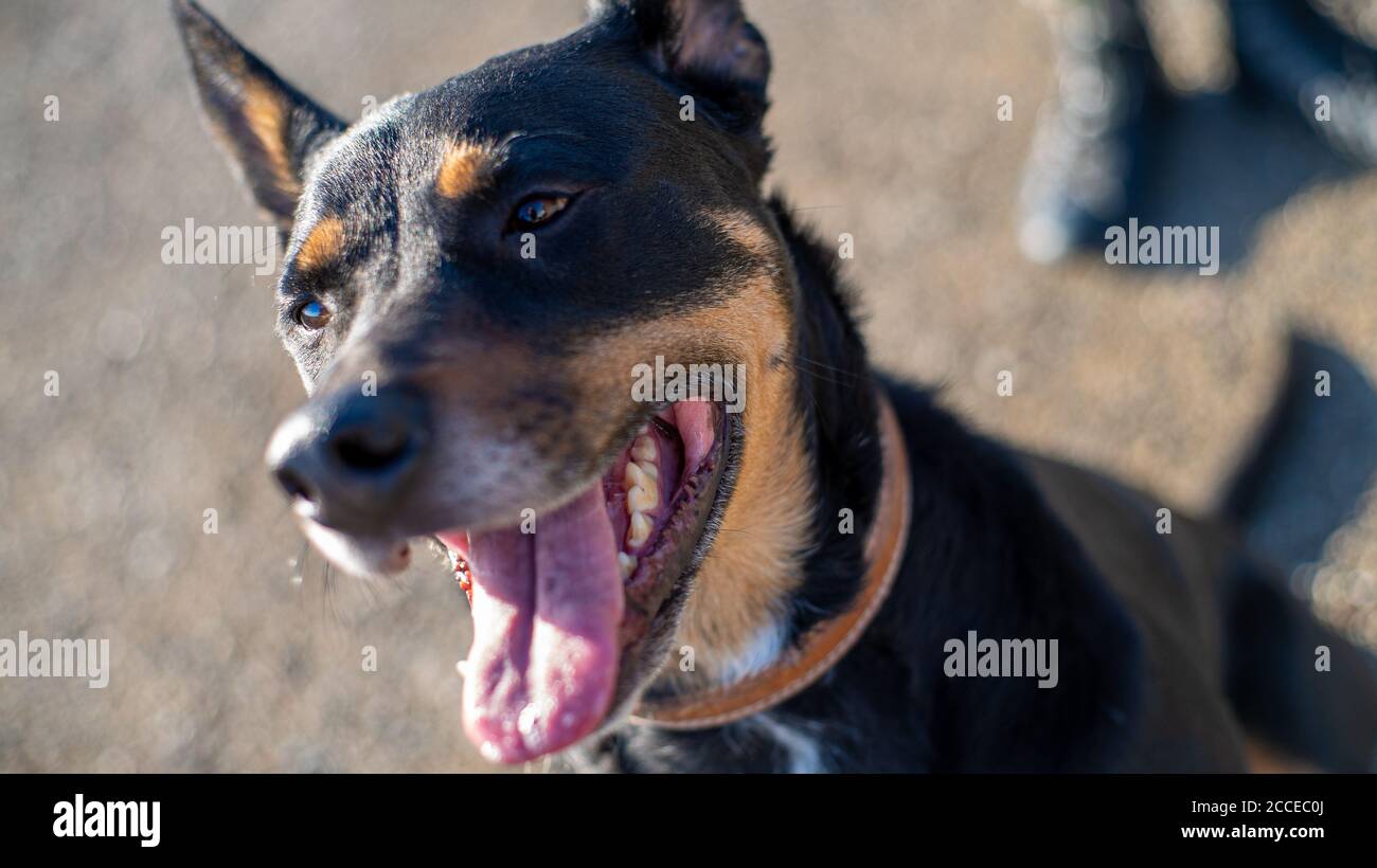 German Shepard Banque D'Images