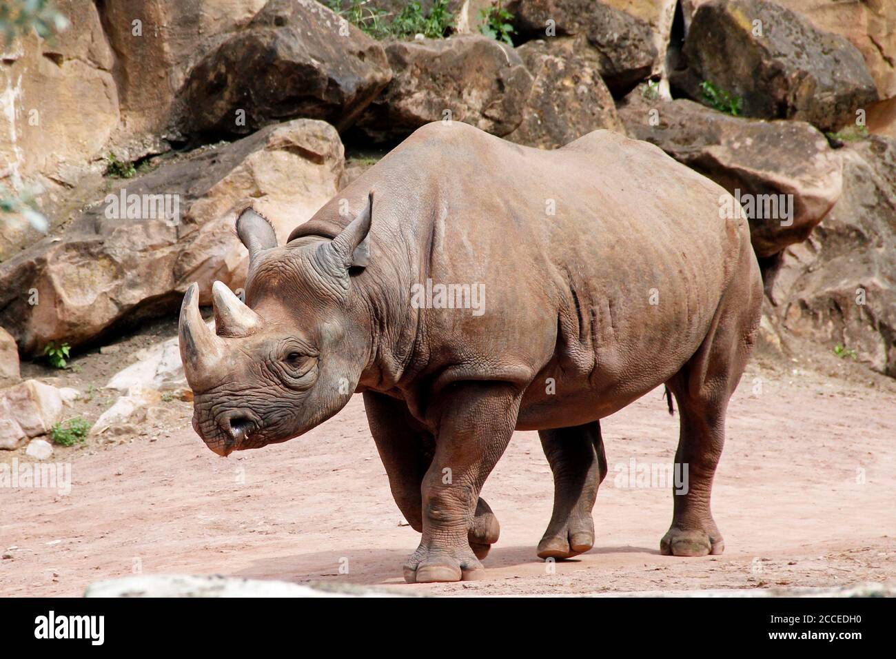 Vue depuis un rhinocéros noir, latin Diceros bicornis michaeli Banque D'Images
