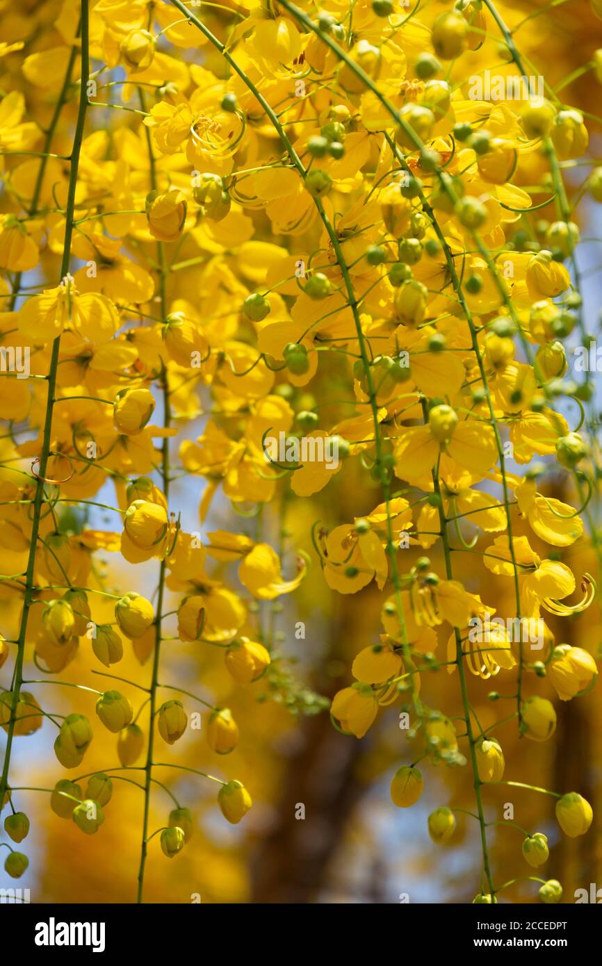 Kani konna une fleur de kerala utilisée comme symbole de Vishu Kani un rituel hindou Banque D'Images