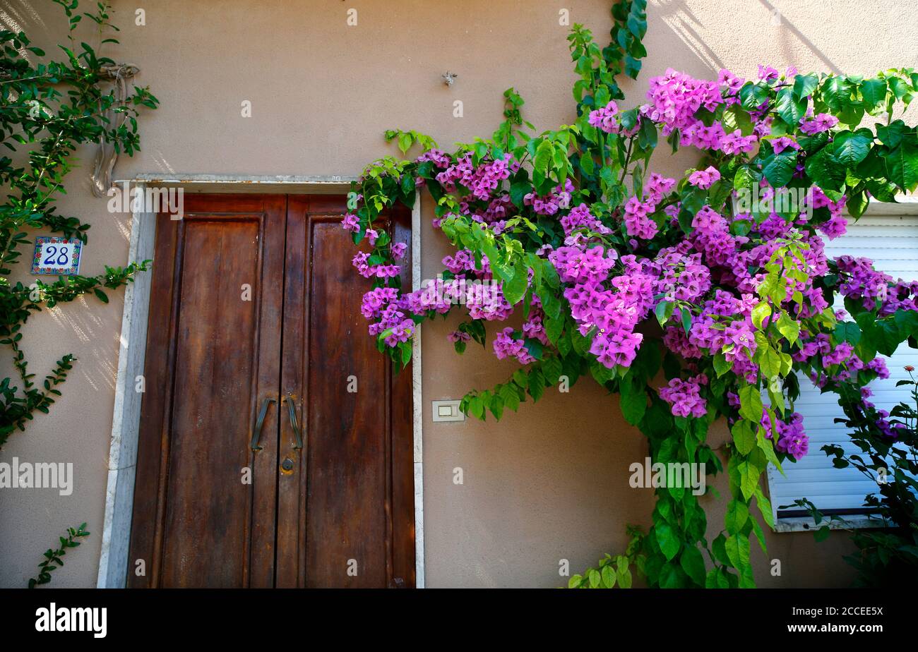 Bougainvilliers en pleine croissance à l'extérieur d'une maison à Silvi Paese, Abruzzes, Italie. Banque D'Images