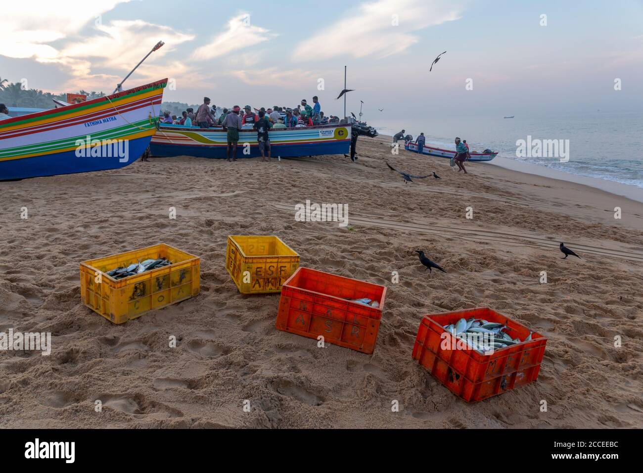 Les pêcheurs et les femmes collectent du poisson des bateaux à être mis sur le marché Banque D'Images