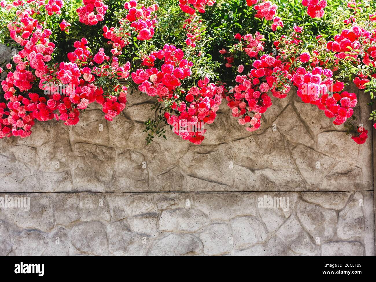 Fleurs roses, roses sur un mur gris en pierre, clôture Banque D'Images