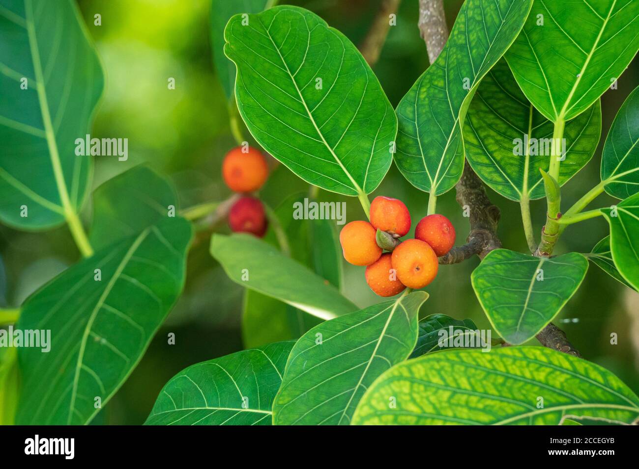 Banyan Figer Tree fruit Closeup (Ficus benghalensis) - Hollywood, Floride, États-Unis Banque D'Images